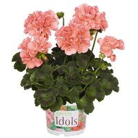 Зональная, кустовая пеларгония (герань) Green Idols Salmon